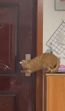 主人在給客人美甲時，貓主動過來趴著給人放手用，這也太乖了