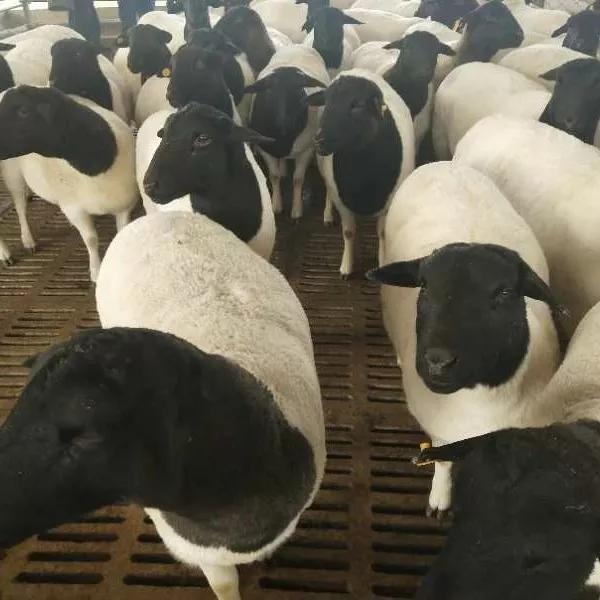 冬季養羊必備紅糖這樣用