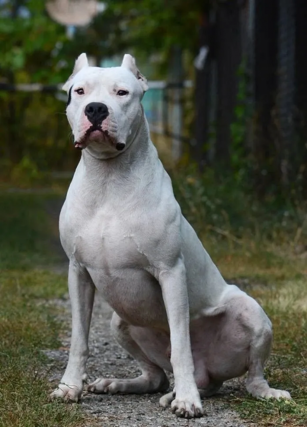這十種“老闆專用護衛犬”，藏獒也上榜，養他的人非富即貴