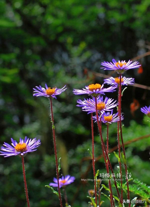 扶不起的荷蘭菊,還是趴著好了|園丁 扶不起的荷蘭菊,還是趴著好了|園丁