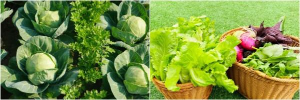 走!上小毛驢農園租地種菜去~ 走!上小毛驢農園租地種菜去~