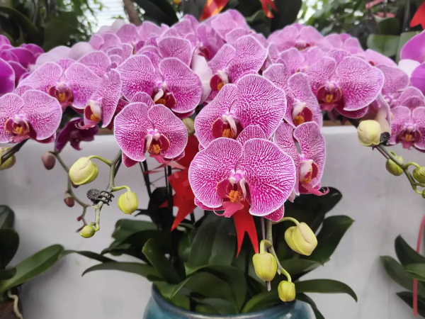 9種花，就怕曬太陽，陰涼地反而長得旺