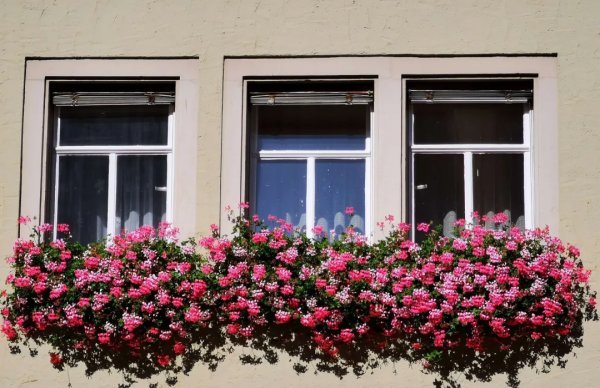 東北花友走遍歐洲著名花園,回國後建了座四季有花的北方花園 東北花友走遍歐洲著名花園,回國後建了座四季有花的北方花園