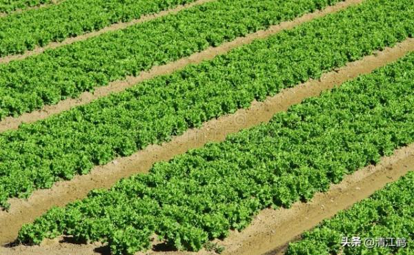 極易使葉菜蔬菜&quot;壞菜&quot;的是哪種肥料？2個&quot;提示&quot;&quot;3個不適於&quot;可避坑