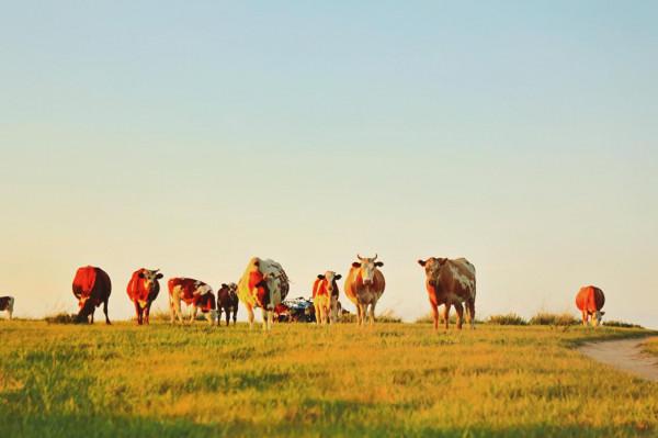 美妙夏日，世界四大草原之一，最好吃的羊肉，錫林郭勒自駕攻略