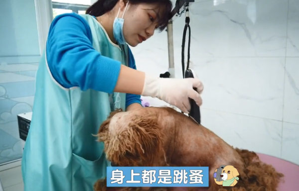 好心人從廠裡救助了一隻泰迪，送去醫院治療後：主人也太不負責了