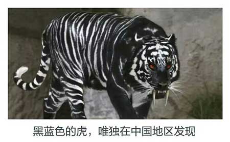 黑藍虎滅絕了嗎？黑藍虎是否真實存在？