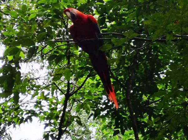 宏都拉斯科潘——瑪雅世界的瑰寶 宏都拉斯科潘——瑪雅世界的瑰寶