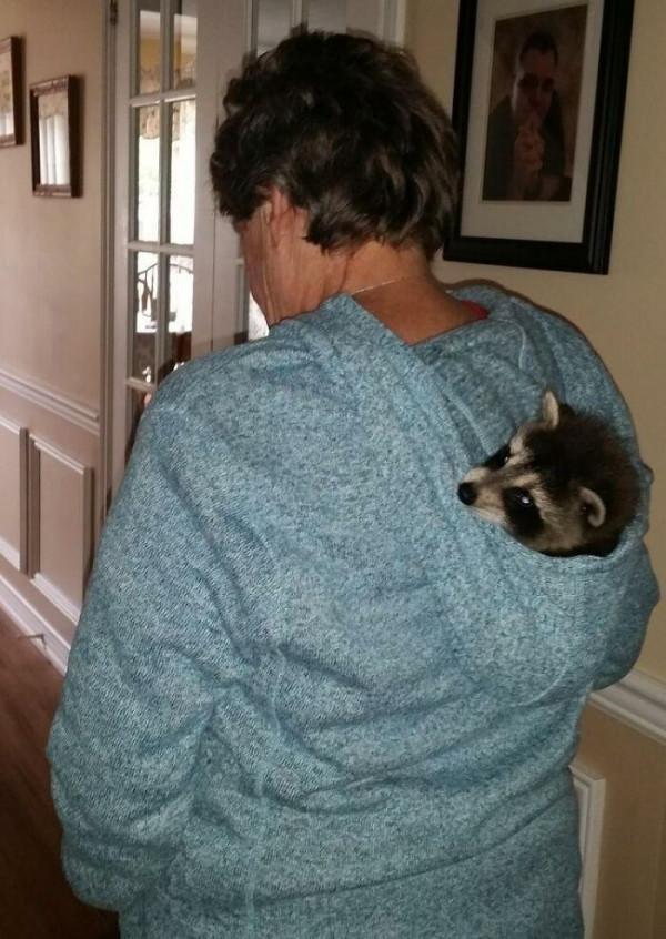 老奶奶親手喂大的小浣熊，被放回野外後，連續3年回家看望奶奶