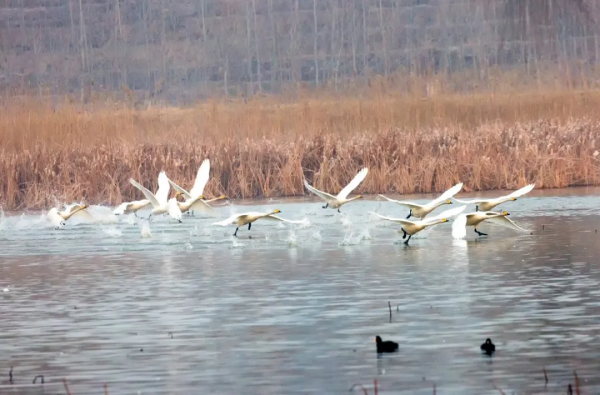 冬日精靈出沒山東！又是一年候鳥季，畫面美翻了！
