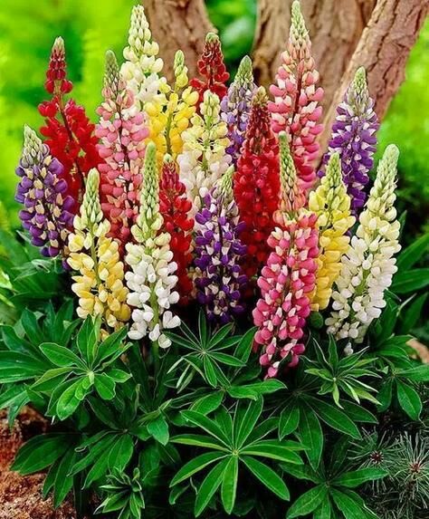 花卉欣賞、《奼紫嫣紅處處春》