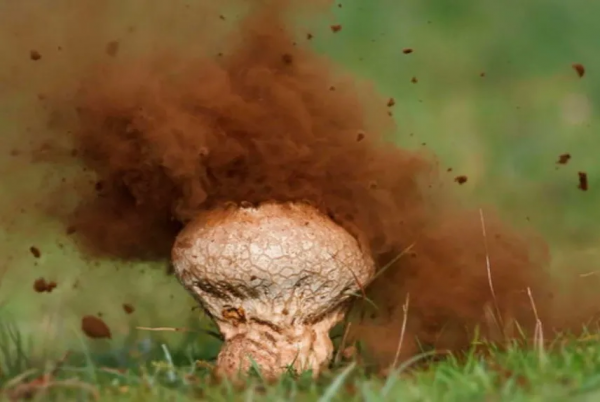 “世”說新語｜從“牛溲馬勃”認識中醫的變“廢”為寶