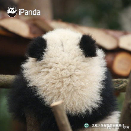 熊貓寶寶不靠顏值取勝 靠背影就夠了 熊貓寶寶不靠顏值取勝 靠背影就夠了