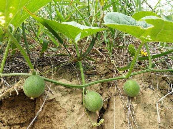 過去農村田地裡的馬泡瓜,為什麼被叫成馬寶?現在為什麼不多了? 過去農村田地裡的馬泡瓜,為什麼被叫成馬寶?現在為什麼不多了?