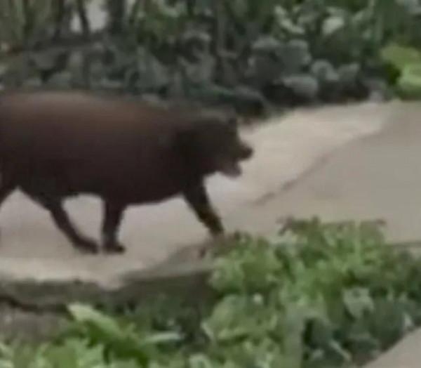 老奶奶雪中遛狗狗子奮力開路