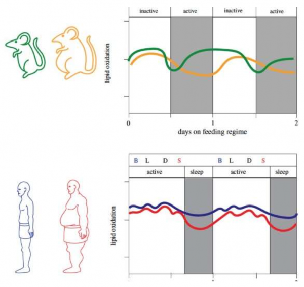 控制體重最有效的方案是什麼？專家：早餐吃飽、吃好