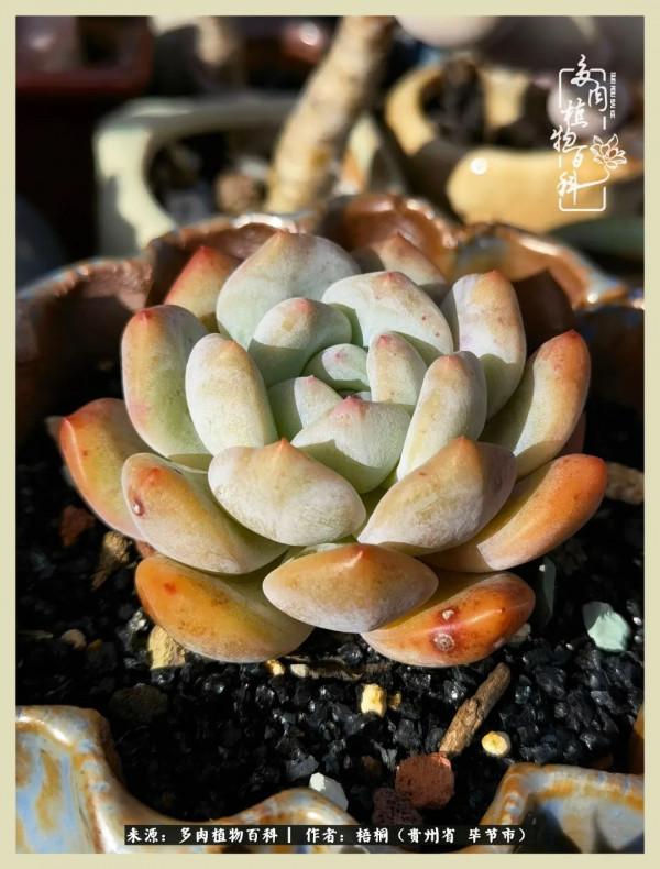 世間瞬息萬變，我們的友誼不變，閨蜜相聚，賞肉言歡