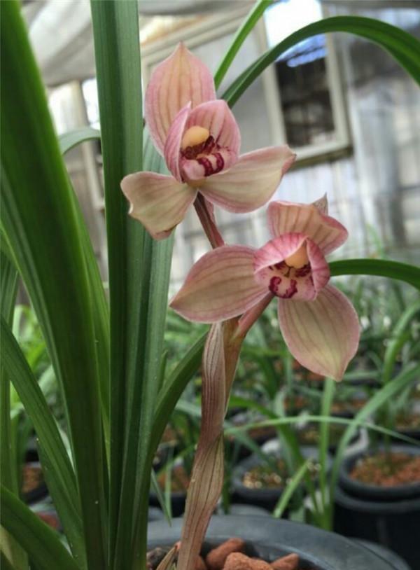 五年前，他拿三苗極品蘭花換了一件古董，後來經過鑑定居然是假貨