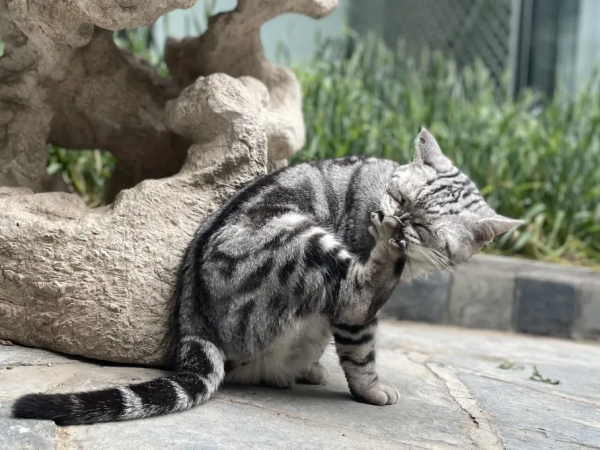 小花貓找汗 小花貓找汗