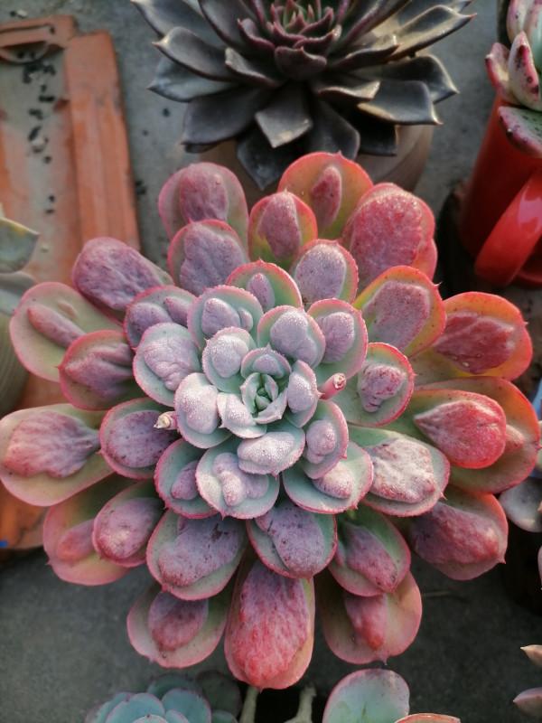 這“三多肉”都是顏值派,無需日曬也能上色,葉片緊湊還易群生 這“三多肉”都是顏值派,無需日曬也能上色,葉片緊湊還易群生