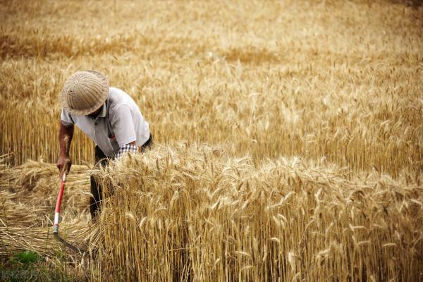 中央農村工作會議釋放8大訊號,鄉村振興,老百姓要把握好機會 中央農村工作會議釋放8大訊號,鄉村振興,老百姓要把握好機會