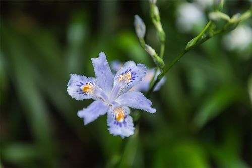 鳶尾花的常見品種與栽培繁殖 鳶尾花的常見品種與栽培繁殖