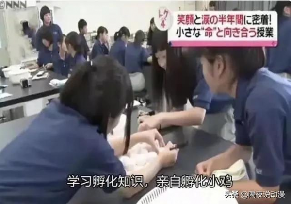 為了流量，日本網紅把養了100天的豬吃掉，隨後在罵聲中讓它復活