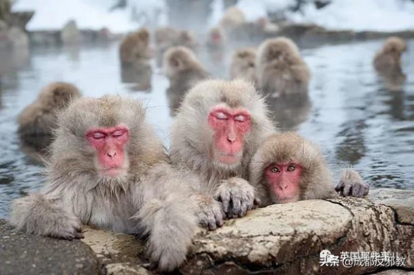 日本出現70年來首個母猴王，擊敗公猴王當上霸主！