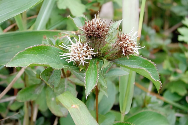 家裡有10畝地，種什麼能年收入10萬？這三種中藥材不愁銷路