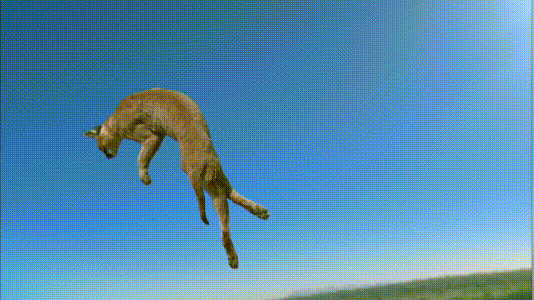 為什麼貓摔不死？