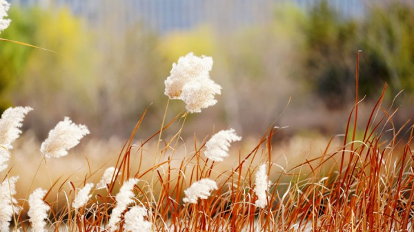 「詩詞鑑賞」遇見初冬,十首初冬的詩詞,遇見初冬別樣的美 「詩詞鑑賞」遇見初冬,十首初冬的詩詞,遇見初冬別樣的美