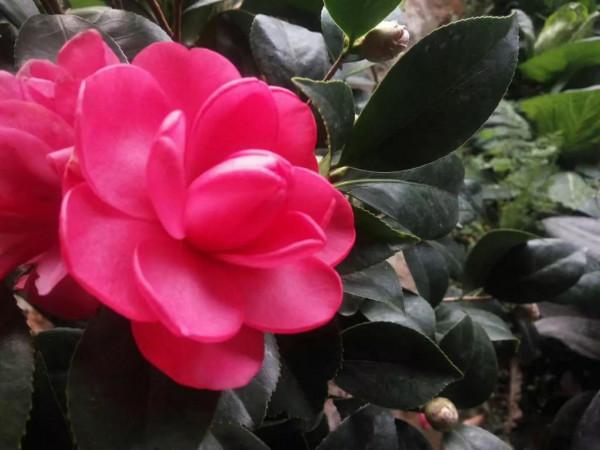 供暖後的花卉應該咋養? 供暖後的花卉應該咋養?
