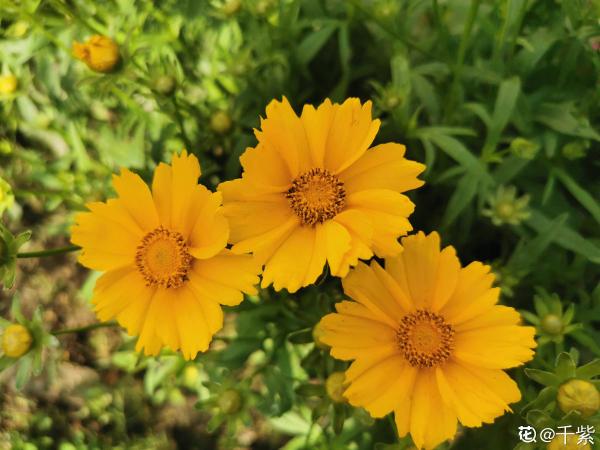 秋天就要金燦燦，盤點6種金黃色的花，秋天氛圍感滿滿