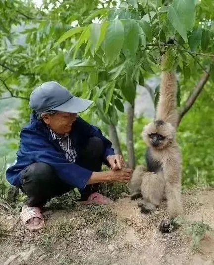 西黑冠長臂猿“小平安”迴歸景東無量山棲息地