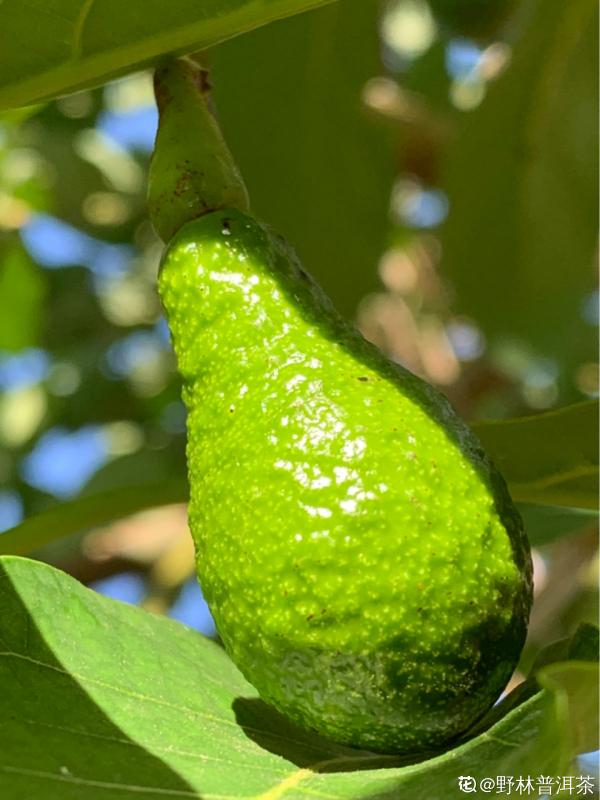 1粒種子幾塊錢，掌握6個養護方法，結出的果實可達幾百塊