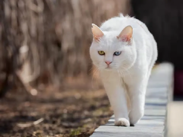 “GFgirls”三小隻 · 申請出道