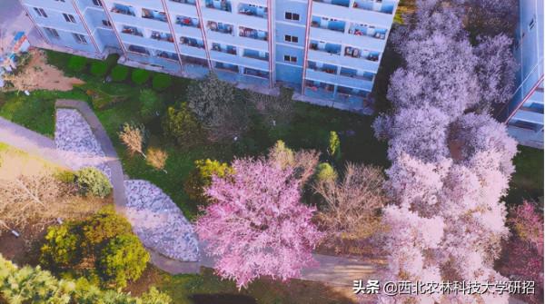 央視“點名”關注!陝西這所高校的全魚宴、巧克力饅頭饞哭網友 央視“點名”關注!陝西這所高校的全魚宴、巧克力饅頭饞哭網友