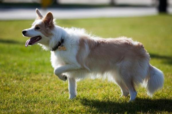 邊牧拉稀但精神很好