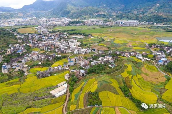 金秋稻花香,福州這幅豐收圖美極了!「區縣頭條」 金秋稻花香,福州這幅豐收圖美極了!「區縣頭條」