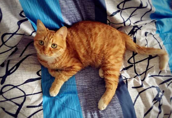 為什麼越來越多人養“黃狸貓”?網友:養了之後就不想換貓了 為什麼越來越多人養“黃狸貓”?網友:養了之後就不想換貓了