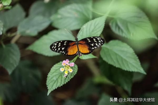 伊斯坦布林的蝴蝶天堂擁有獨特的物種和特殊的氣候 伊斯坦布林的蝴蝶天堂擁有獨特的物種和特殊的氣候