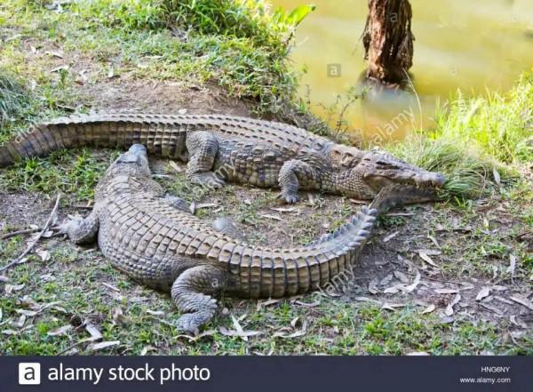 鱷魚好圖大雜燴 鱷魚好圖大雜燴