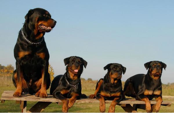 這幾種狗真的不值得買,越養越心累 這幾種狗真的不值得買,越養越心累