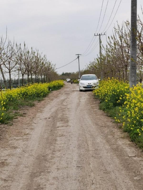 黃花錦簇白馬湖