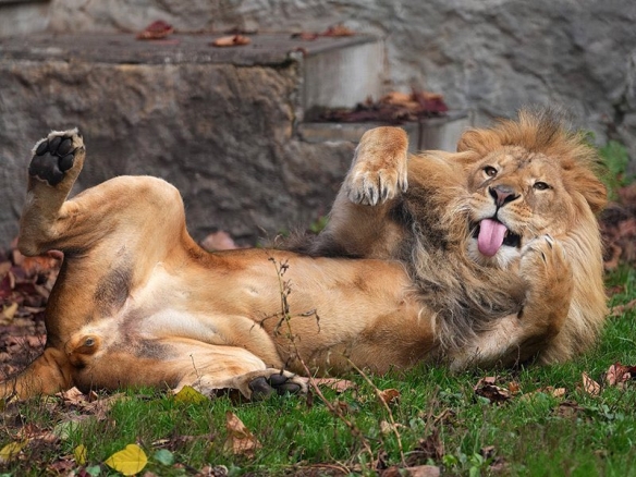 喜迎虎年！“大貓”老虎開心玩雪球：果然喵星人無誤
