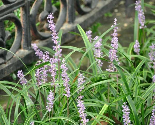 “咔咔咔”，虹口近期都被拍照聲包圍~這些地方超美