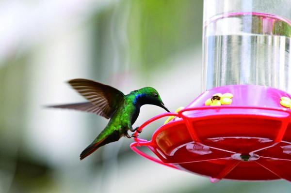 走進加勒比蜂鳥園，恍入夢境