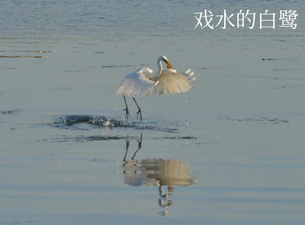 淘靈璧石趣 淘靈璧石趣