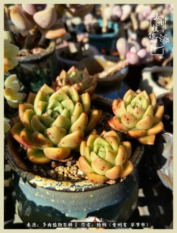 世間瞬息萬變，我們的友誼不變，閨蜜相聚，賞肉言歡