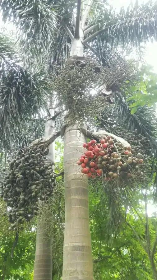 撿到種子,網友問是什麼?把過去培育的照片發一發 撿到種子,網友問是什麼?把過去培育的照片發一發